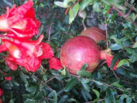 /album/galleria-fotografica/dsc00429-jpg/