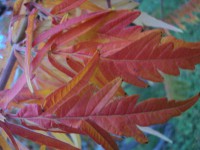 /album/galleria-fotografica/dsc00437-jpg/