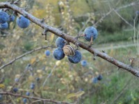 /album/galleria-fotografica/dsc00442-jpg/